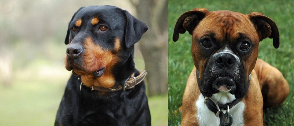 Boxer vs Rottweiler - Breed Comparison