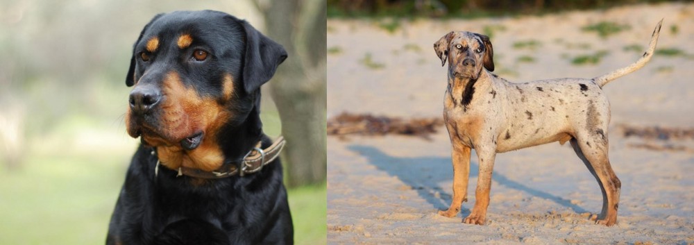 Catahoula Cur vs Rottweiler - Breed Comparison