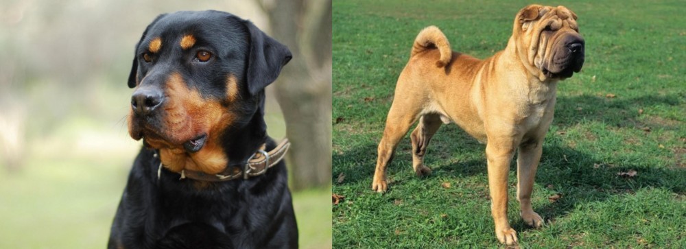 Chinese Shar Pei vs Rottweiler - Breed Comparison