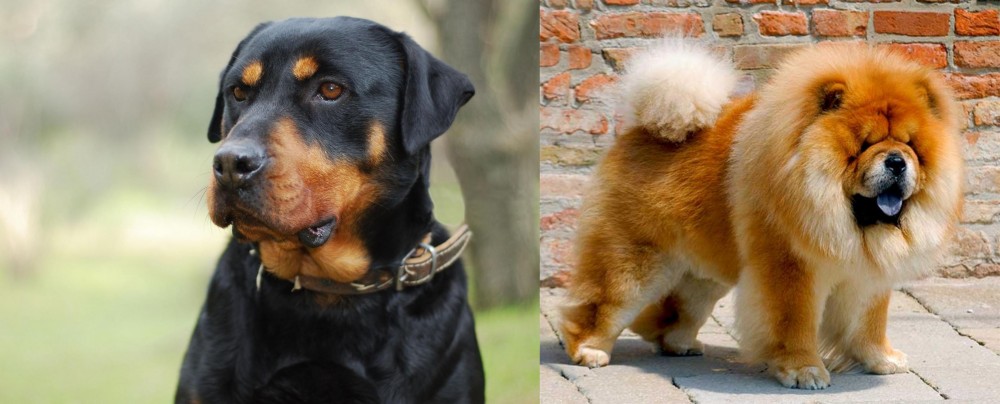 Chow Chow vs Rottweiler - Breed Comparison
