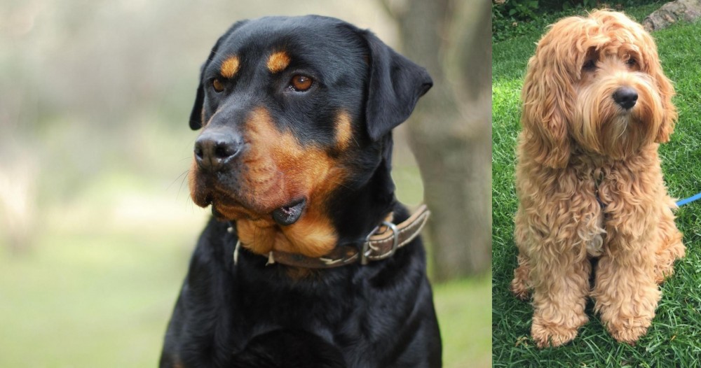 Cockapoo vs Rottweiler - Breed Comparison
