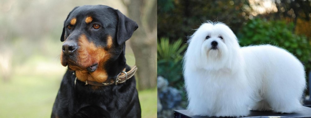 Coton De Tulear vs Rottweiler - Breed Comparison