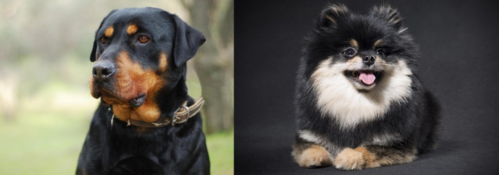 German Spitz (Klein) vs Rottweiler - Breed Comparison