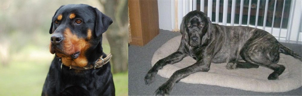 Giant Maso Mastiff vs Rottweiler - Breed Comparison