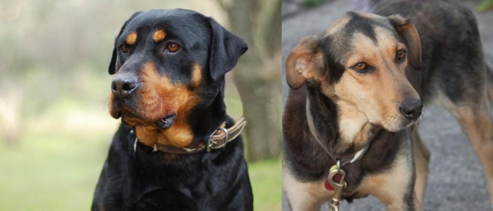 Huntaway vs Rottweiler - Breed Comparison
