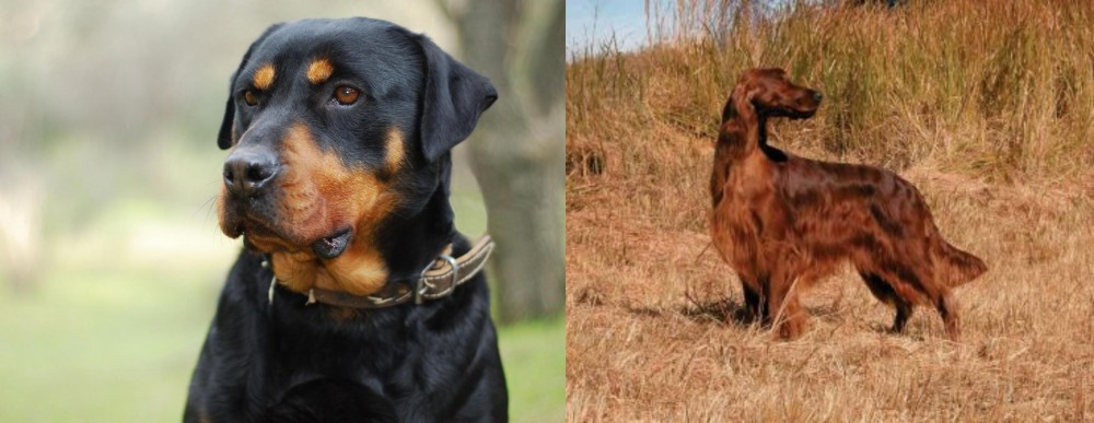 Irish Setter vs Rottweiler - Breed Comparison
