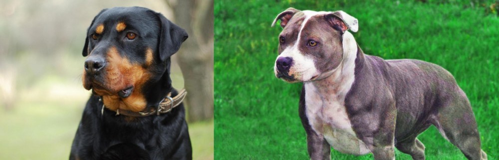 Irish Staffordshire Bull Terrier vs Rottweiler - Breed Comparison