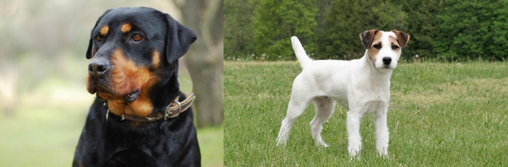 Jack Russell Terrier vs Rottweiler - Breed Comparison