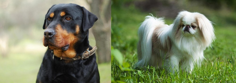 Japanese Chin vs Rottweiler - Breed Comparison