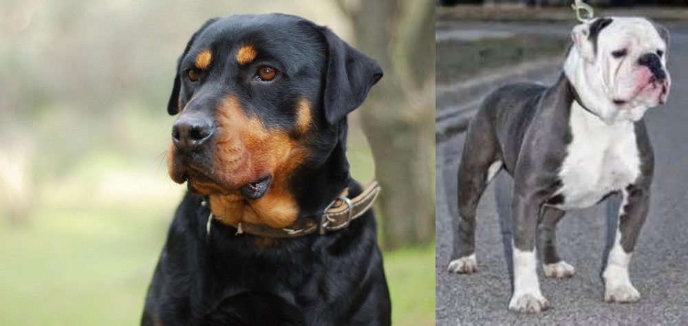 Old English Bulldog vs Rottweiler - Breed Comparison