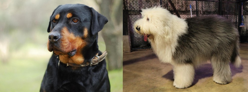 Old English Sheepdog vs Rottweiler - Breed Comparison