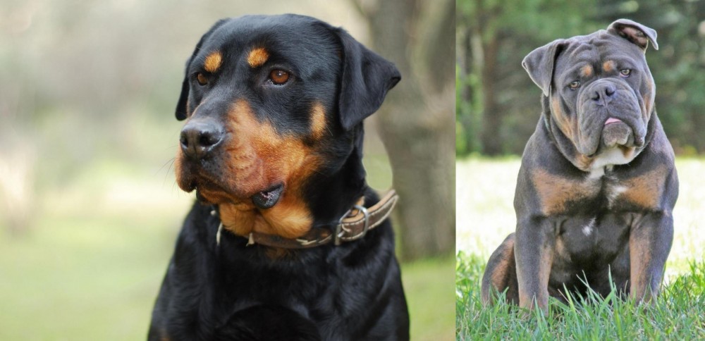 Olde English Bulldogge vs Rottweiler - Breed Comparison