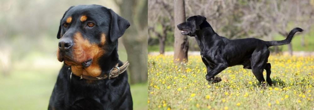 Perro de Pastor Mallorquin vs Rottweiler - Breed Comparison
