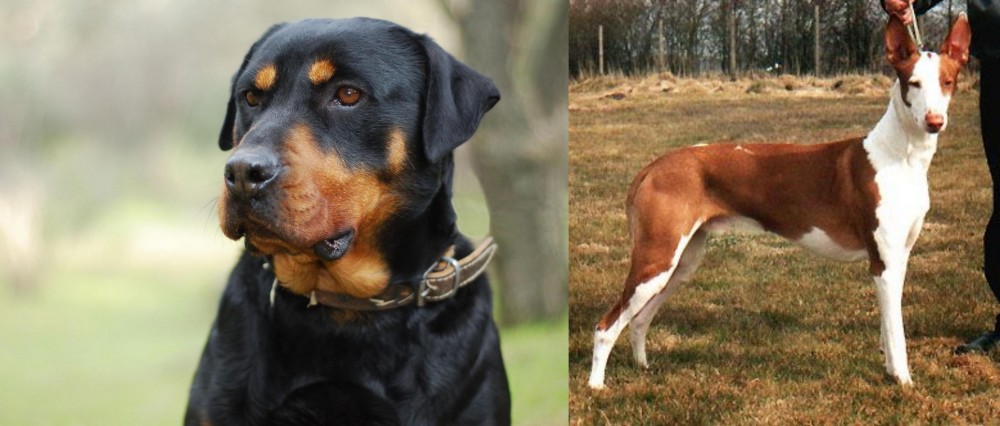 Podenco Canario vs Rottweiler - Breed Comparison