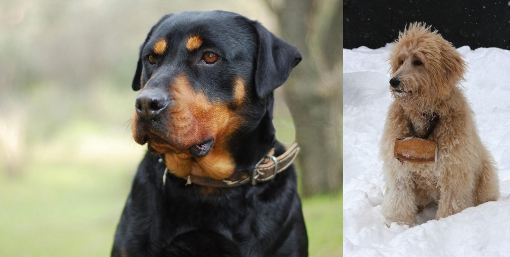 Pyredoodle vs Rottweiler - Breed Comparison