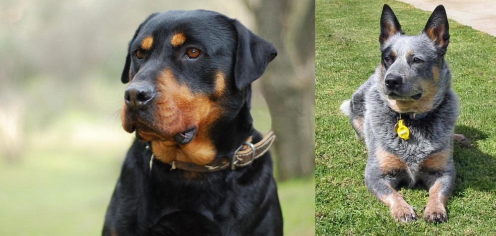 Queensland Heeler vs Rottweiler - Breed Comparison