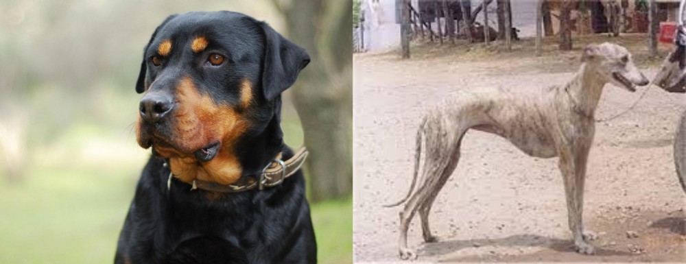 Rampur Greyhound vs Rottweiler - Breed Comparison