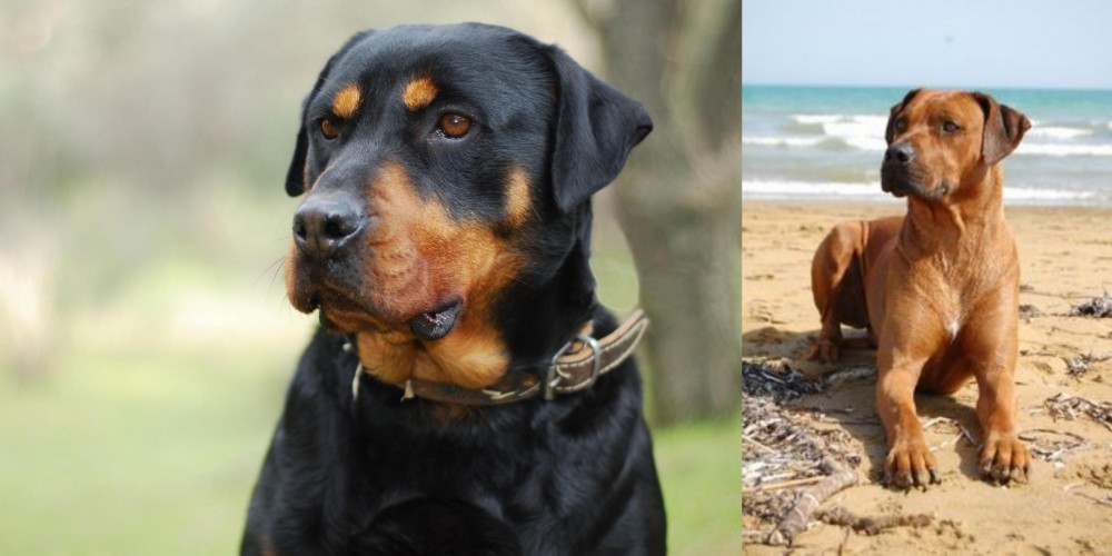 Rhodesian Ridgeback vs Rottweiler - Breed Comparison