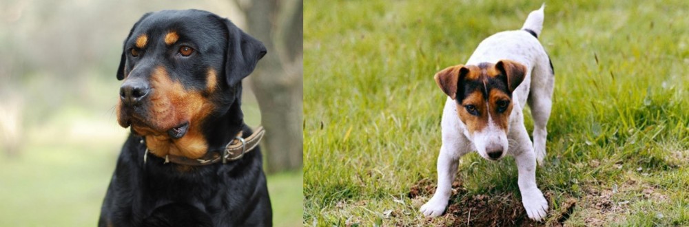 Russell Terrier vs Rottweiler - Breed Comparison