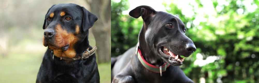 Shepard Labrador vs Rottweiler - Breed Comparison