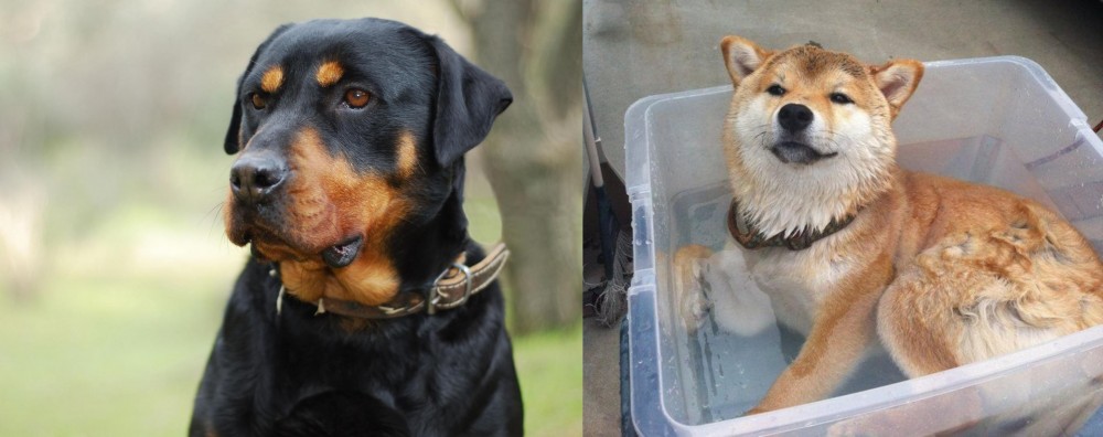 Shiba Inu vs Rottweiler - Breed Comparison