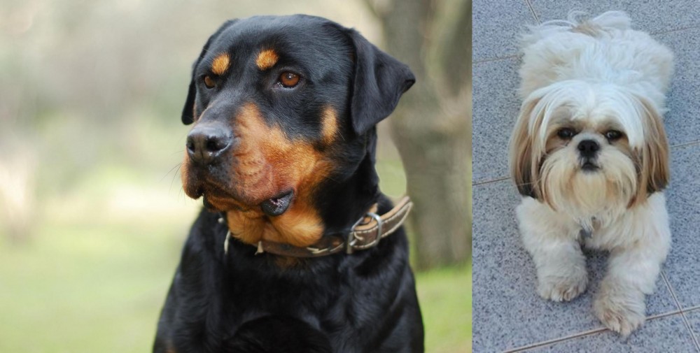 Shih Tzu vs Rottweiler - Breed Comparison