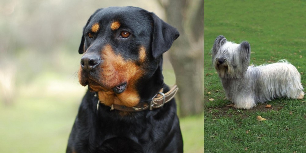 Skye Terrier vs Rottweiler - Breed Comparison