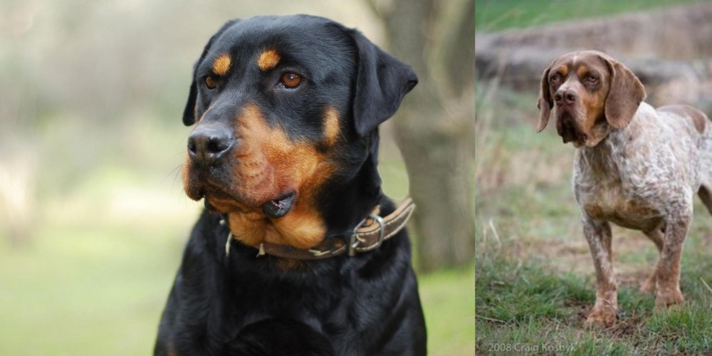 Spanish Pointer vs Rottweiler - Breed Comparison