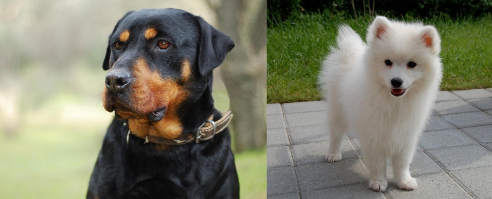 Spitz vs Rottweiler - Breed Comparison
