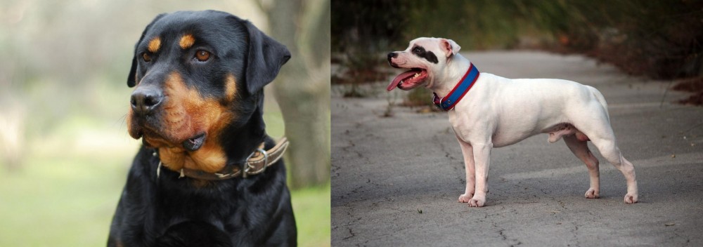 Staffordshire Bull Terrier vs Rottweiler - Breed Comparison