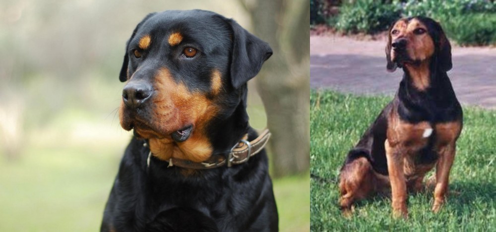 Tyrolean Hound vs Rottweiler - Breed Comparison