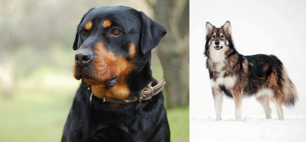 Utonagan vs Rottweiler - Breed Comparison
