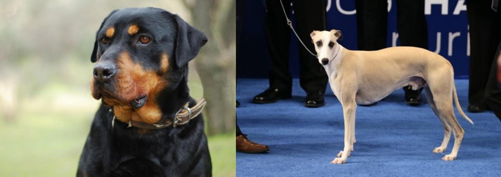 Whippet vs Rottweiler - Breed Comparison