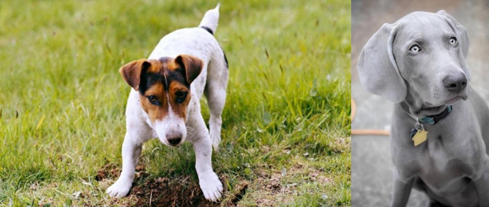 Weimaraner vs Russell Terrier - Breed Comparison