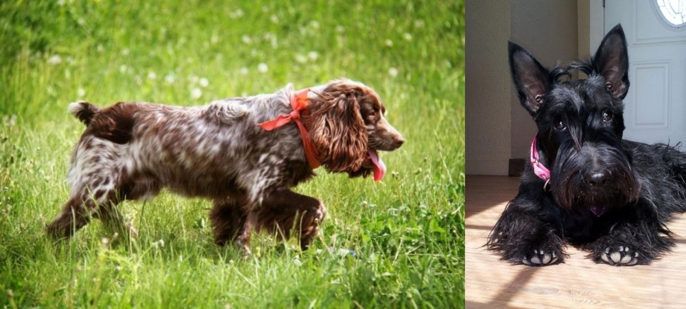Scottish Terrier vs Russian Spaniel - Breed Comparison