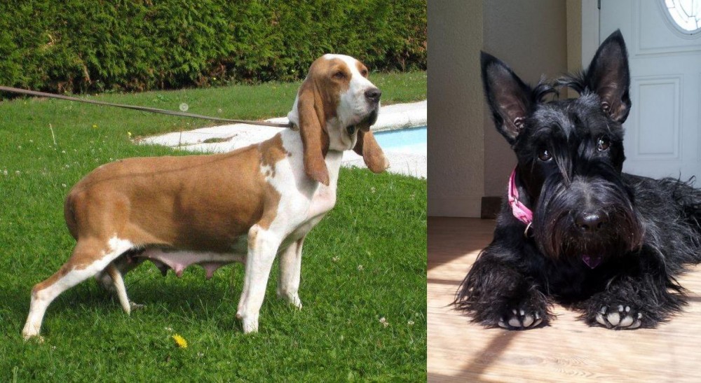 Scottish Terrier vs Sabueso Espanol - Breed Comparison