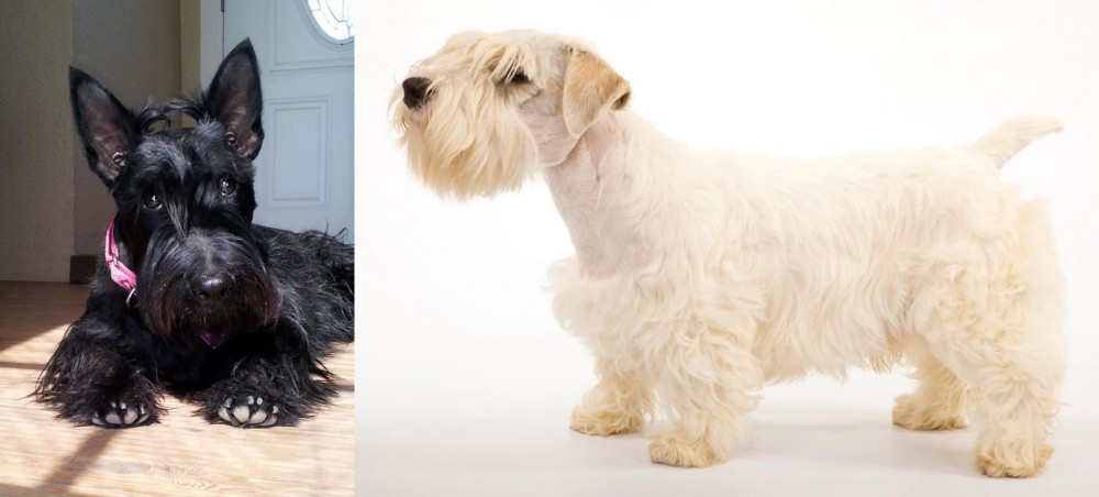 Sealyham Terrier vs Scottish Terrier - Breed Comparison