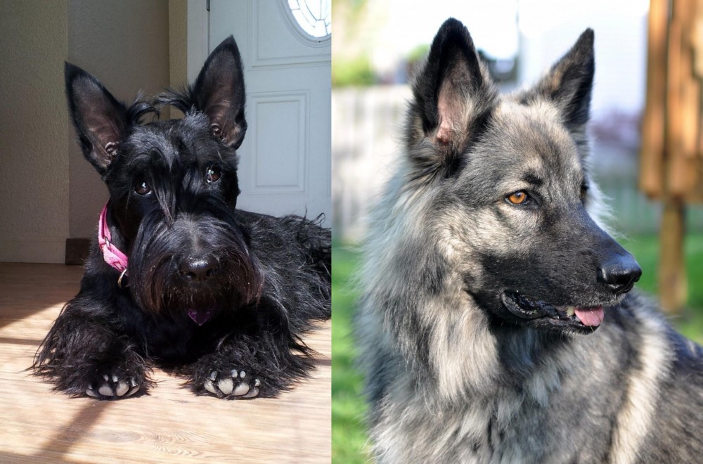 Shiloh Shepherd vs Scottish Terrier - Breed Comparison