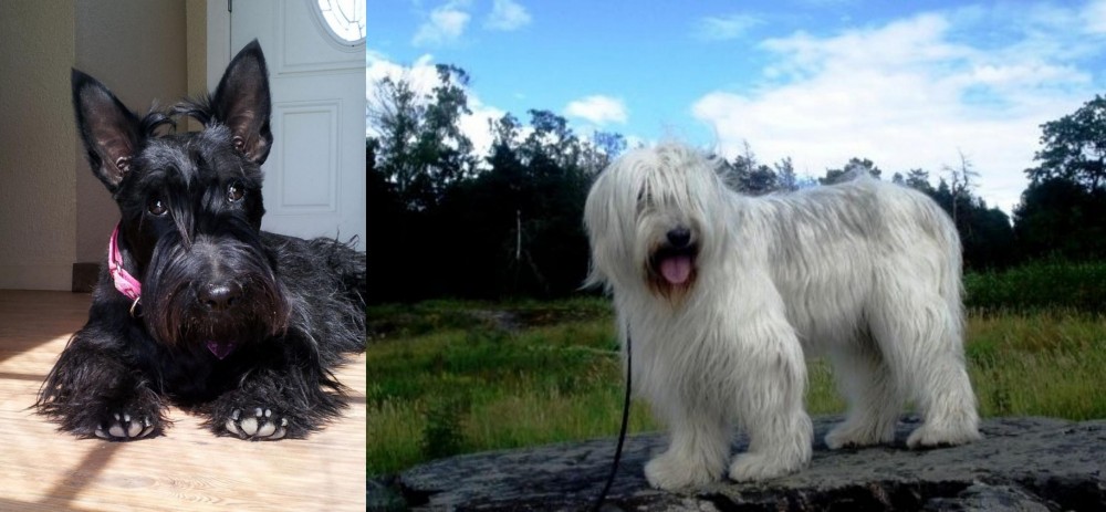 South Russian Ovcharka vs Scottish Terrier - Breed Comparison