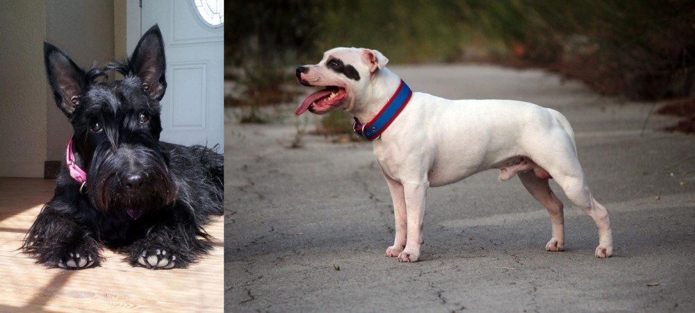 Staffordshire Bull Terrier vs Scottish Terrier - Breed Comparison