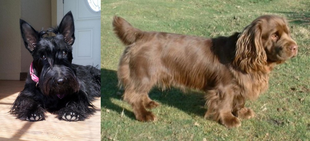 Sussex Spaniel vs Scottish Terrier - Breed Comparison