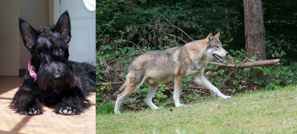 Tamaskan vs Scottish Terrier - Breed Comparison