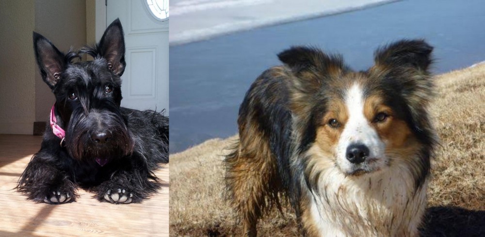 Welsh Sheepdog vs Scottish Terrier - Breed Comparison