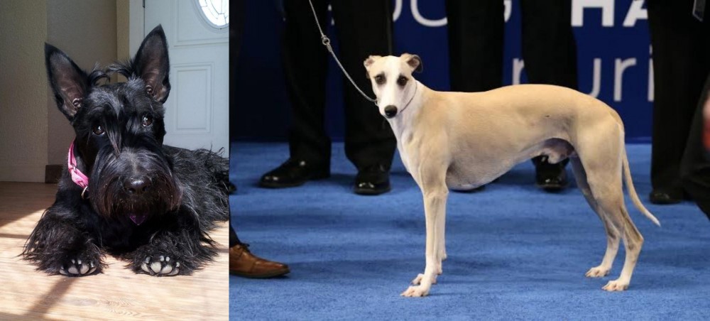 Whippet vs Scottish Terrier - Breed Comparison