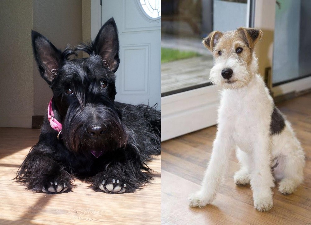 Wire Fox Terrier vs Scottish Terrier - Breed Comparison