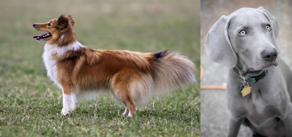 Weimaraner vs Shetland Sheepdog - Breed Comparison