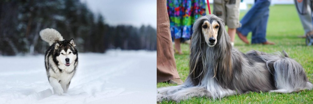 Afghan Hound vs Siberian Husky - Breed Comparison