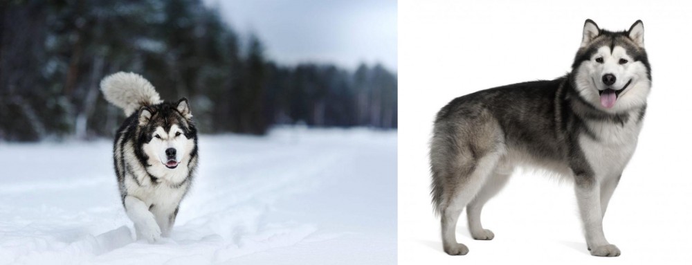 Alaskan Malamute vs Siberian Husky - Breed Comparison