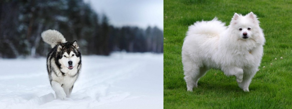 American Eskimo Dog vs Siberian Husky - Breed Comparison
