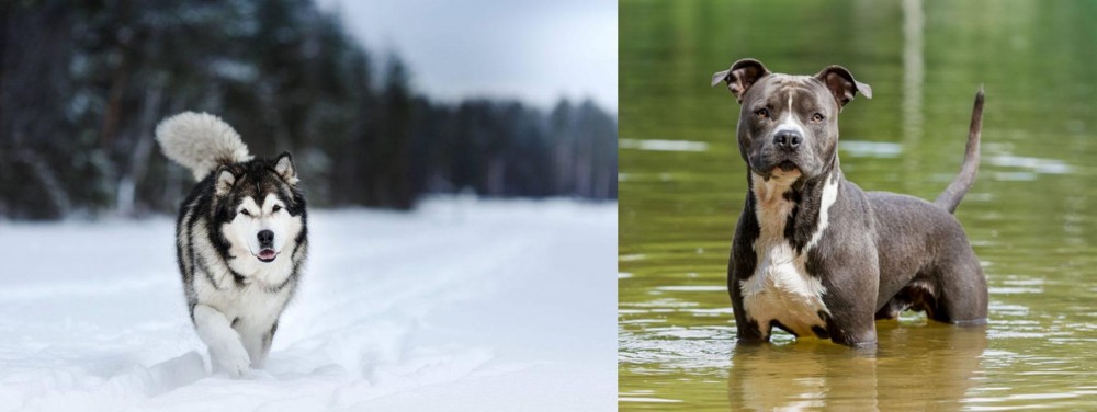 American Staffordshire Terrier vs Siberian Husky - Breed Comparison